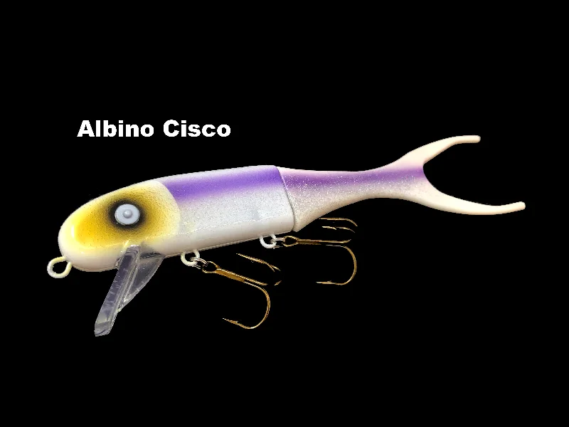 Albino Cisco (TRO Exclusive)